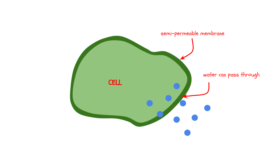 Water moves through a cell membrane
