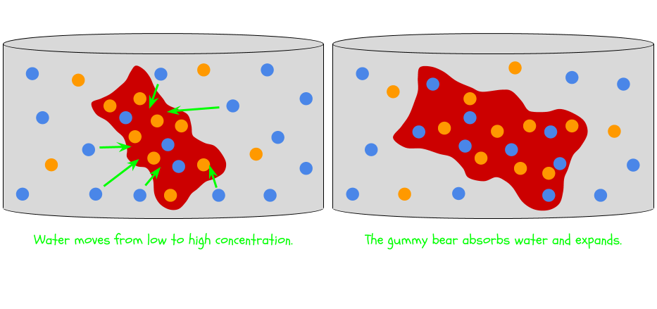 Water moves from low to high concentration and the gummy bear expands