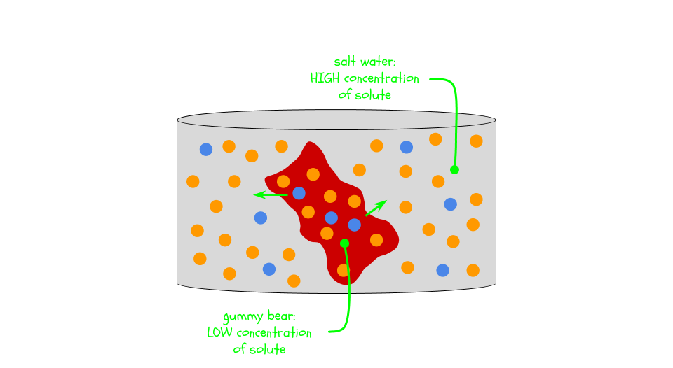 Salt water has a lower concentration than the gummy bear