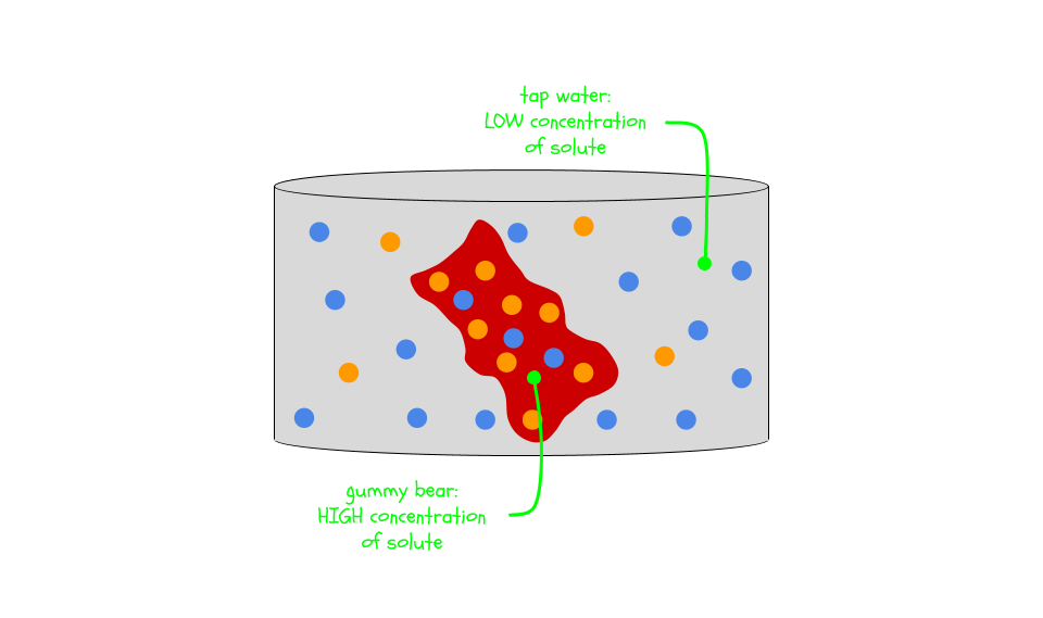 Tap water has a lower concentration than the gummy bear