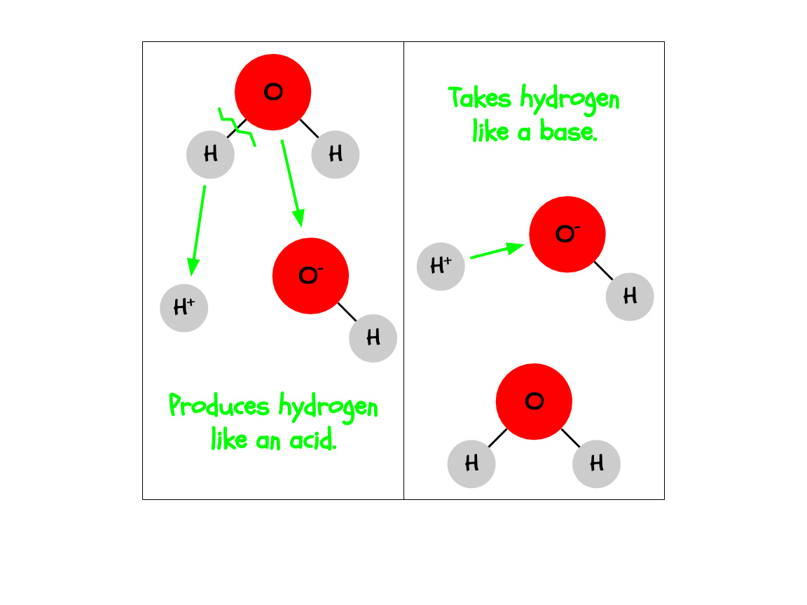 Water is both an acid and a base