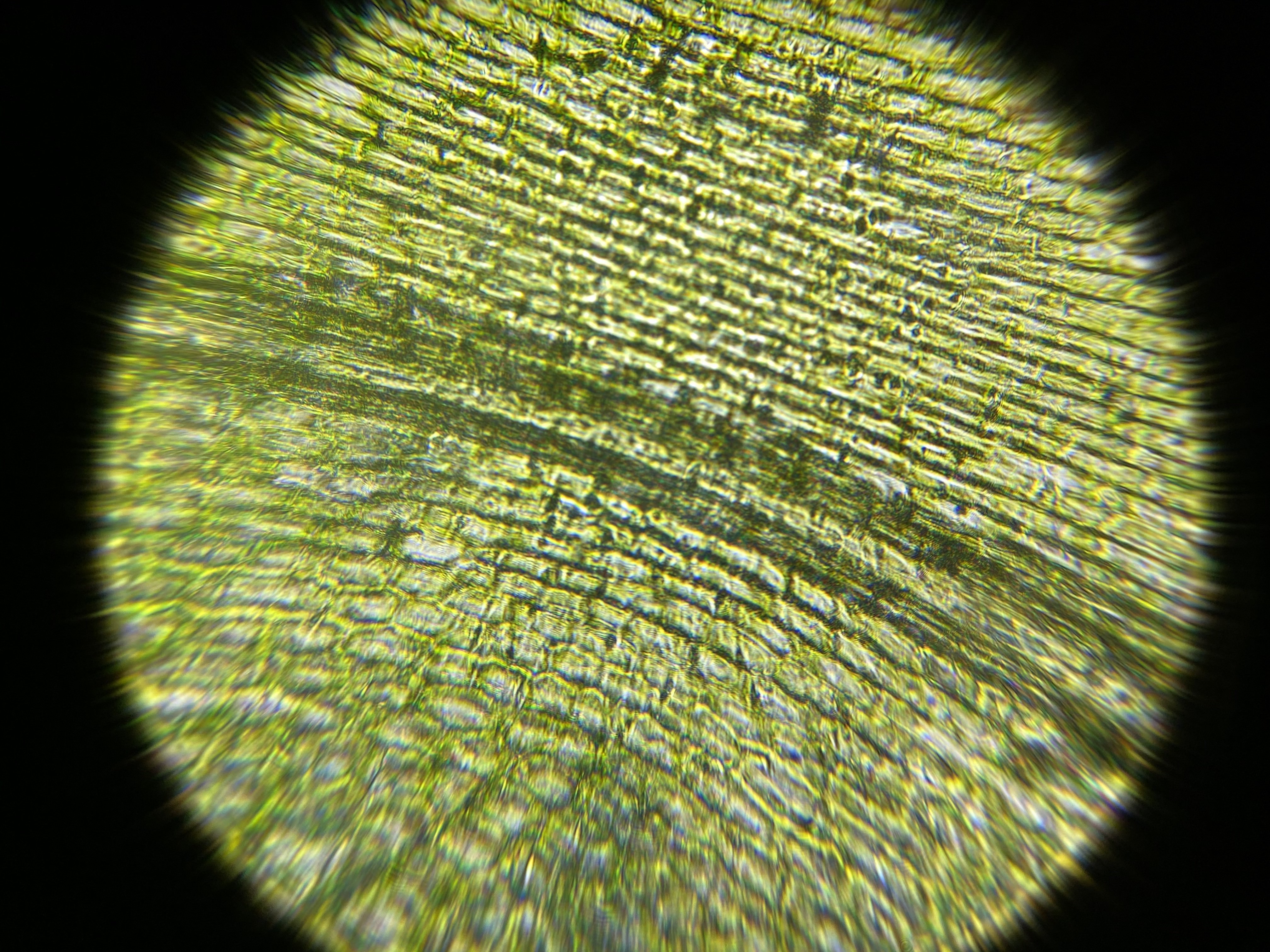 Cells on an aquatic leaf