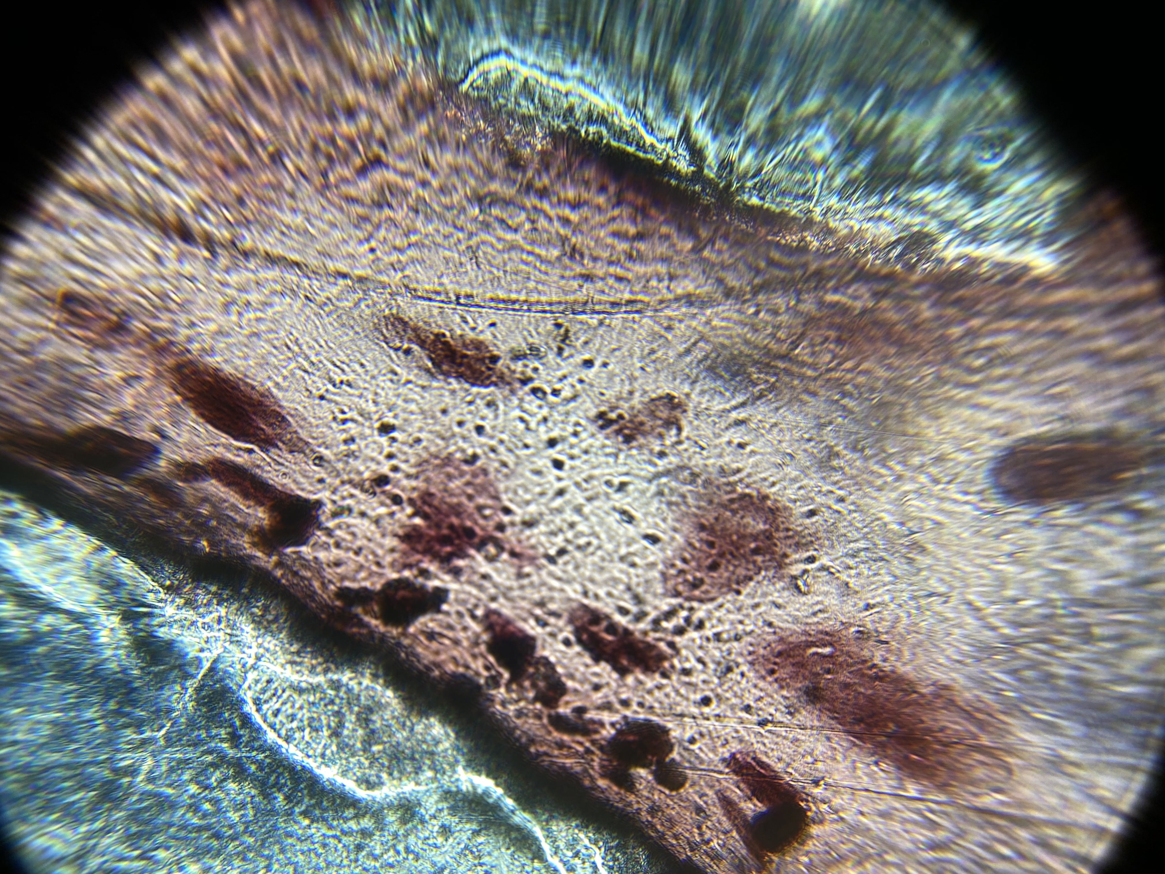Arm of a common market squid