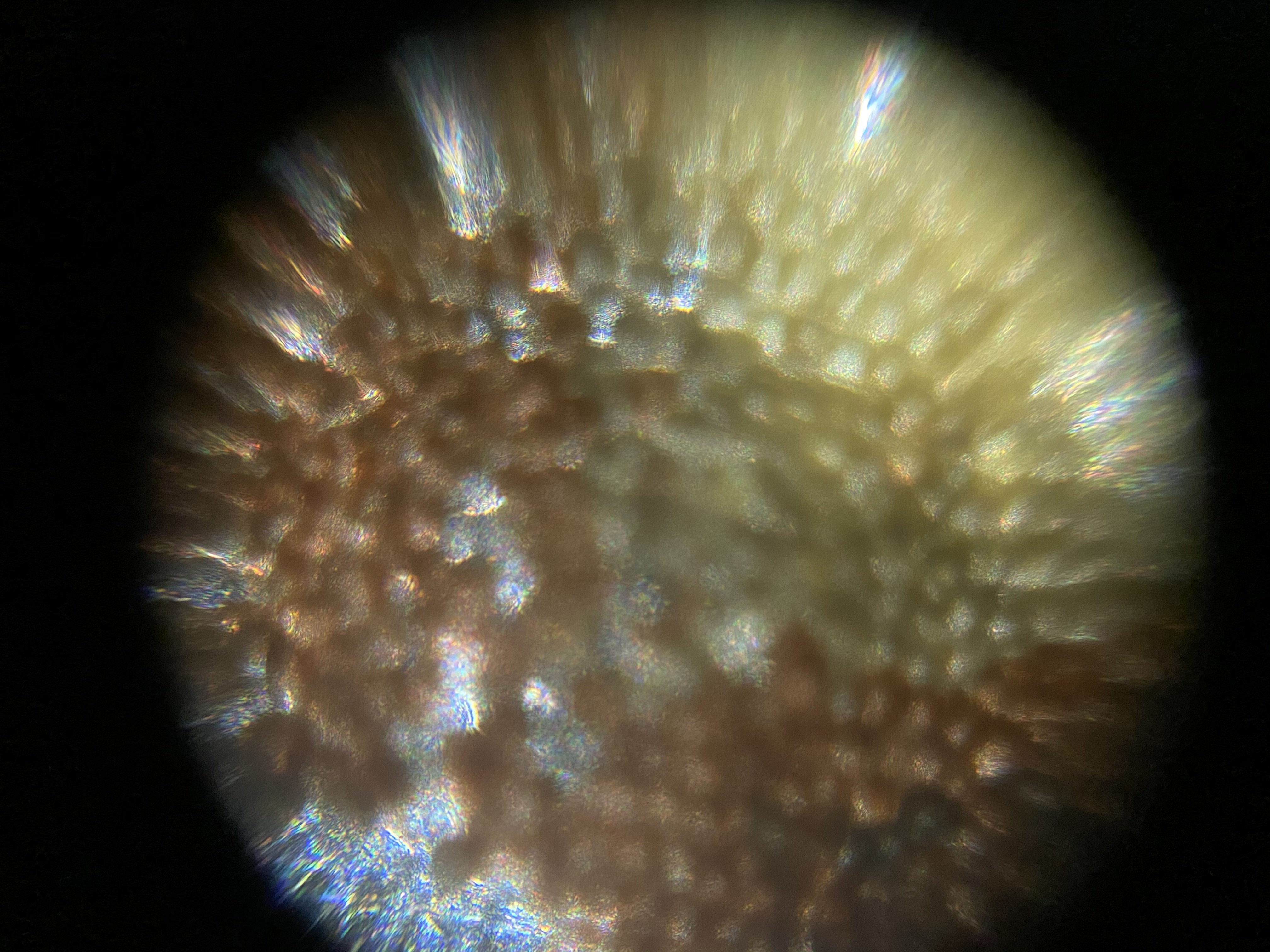 Pigment on a butterfly's wing
